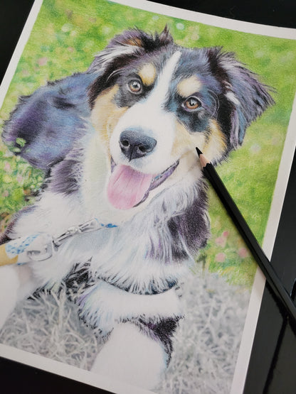 Drawing Kit: Shepherd Pup