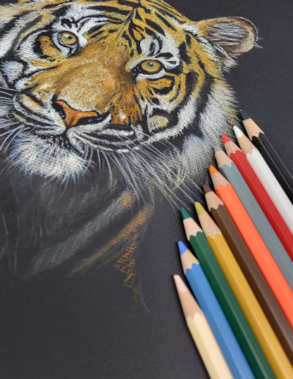 Colored Charcoal Drawing Kit: Tiger