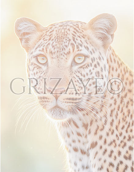 Drawing Kit: Lady Leopard
