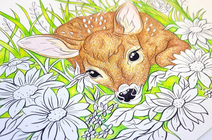 Coloring Kit: Hidden Fawn (PDF)