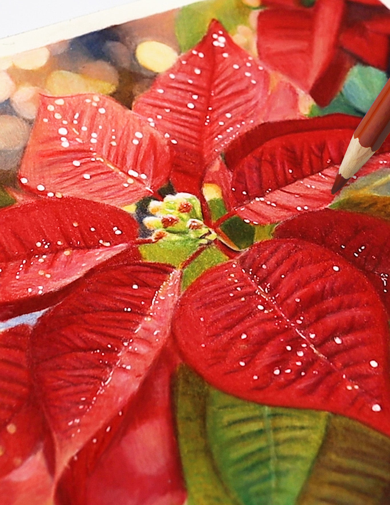 Drawing Kit: Poinsettia