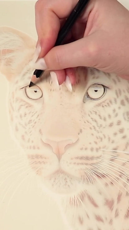 Drawing Kit: Lady Leopard